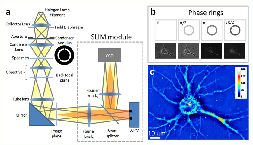 phioptics's tweet image. Groundbreaking advancements in cellular imaging! Check out this stunning image captured using Phi Optics SLIM. The future of research is looking brighter than ever! #Microscopy #ScienceAdvancements #QPI phioptics.com