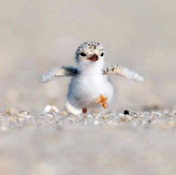 Rainmaker1973's tweet photo. Have you ever seen a seagull's chick?

[📷 Gekikawa_Dbts] https://t.co/z8rzZyRoZE
