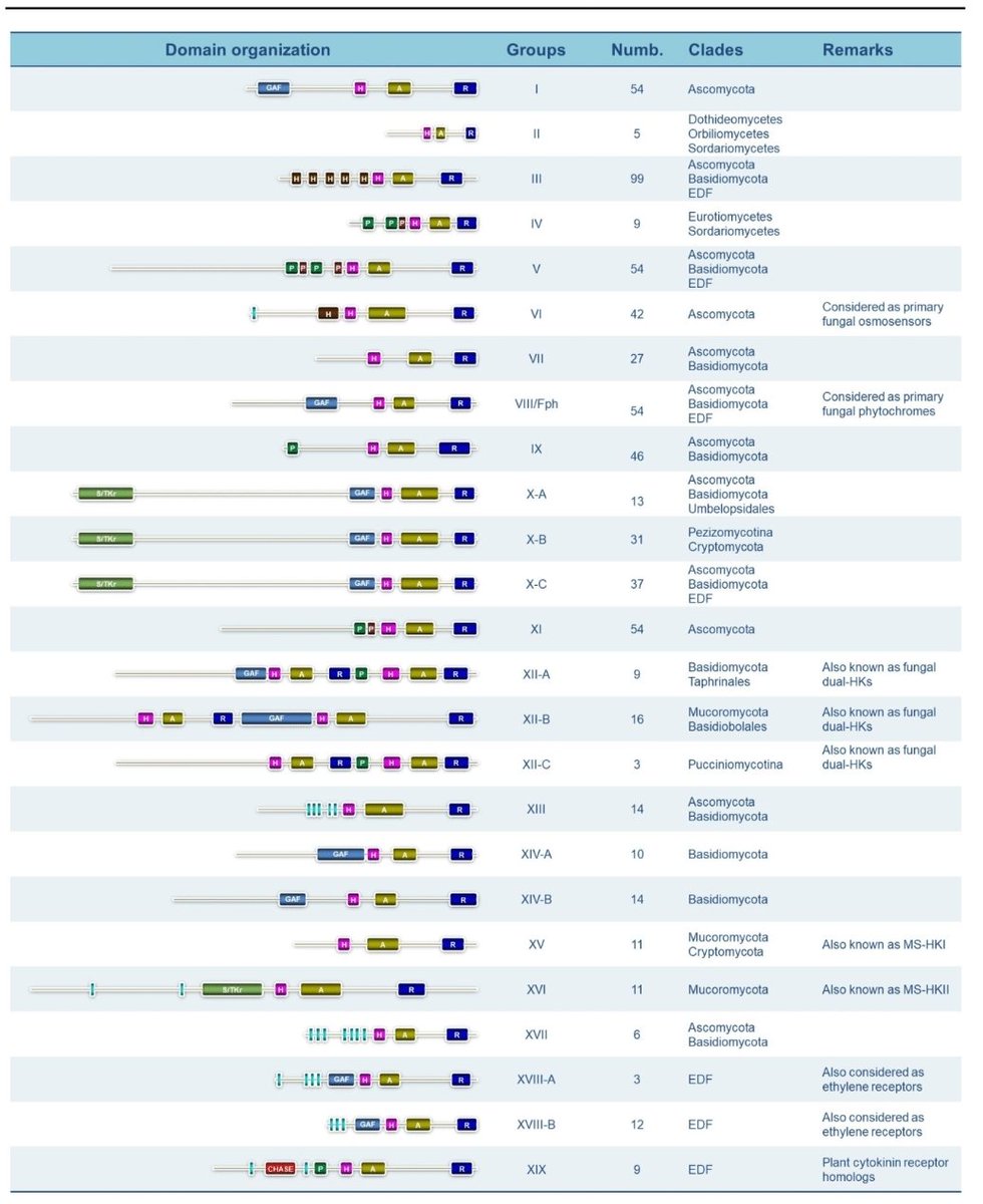 Fungal Respiratory Infections Lab-Angers tweet media