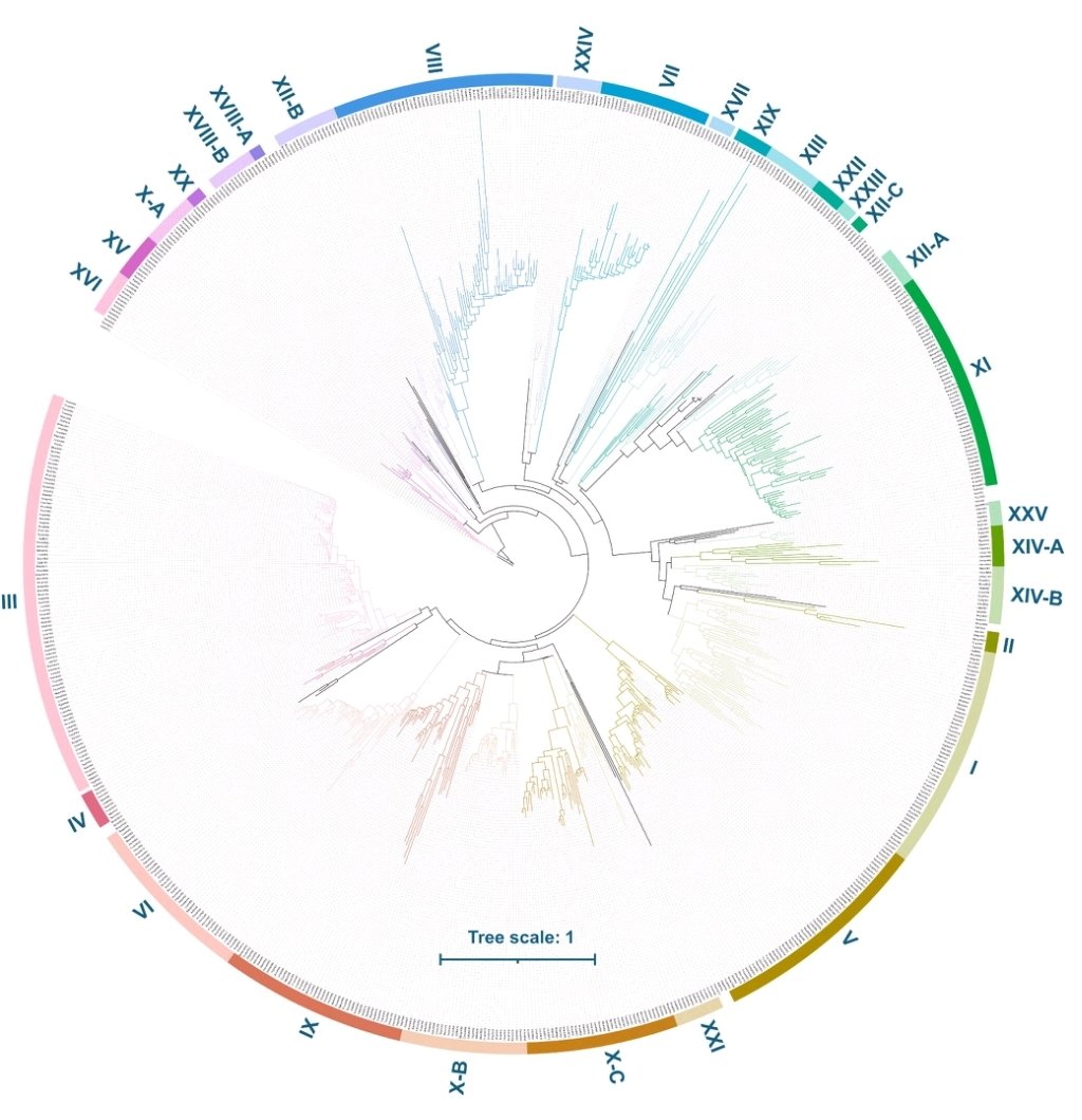 Fungal Respiratory Infections Lab-Angers (@fri_angers) on Twitter photo New article by <a href="/FRI_Angers/">Fungal Respiratory Infections Lab-Angers</a> 👍
An updated classification of sensor histidine kinases in fungi 🍄
✅ 91 fungal species, 726 predicted sequences.🧬
link.springer.com/article/10.100…
<a href="/UA_Recherche/">Recherche et Innovation – Université d’Angers</a>
@FacSante_Angers
<a href="/chu_angers/">CHU Angers</a>
<a href="/sfmm_myco/">sfmm_myco</a>
<a href="/BBVEA2106_Tours/">BBV Lab</a>
<a href="/v_courdavault/">Vincent Courdavault</a> New article by <a href="/FRI_Angers/">Fungal Respiratory Infections Lab-Angers</a> 👍
An updated classification of sensor histidine kinases in fungi 🍄
✅ 91 fungal species, 726 predicted sequences.🧬
link.springer.com/article/10.100…
<a href="/UA_Recherche/">Recherche et Innovation – Université d’Angers</a>
@FacSante_Angers
<a href="/chu_angers/">CHU Angers</a>
<a href="/sfmm_myco/">sfmm_myco</a>
<a href="/BBVEA2106_Tours/">BBV Lab</a>
<a href="/v_courdavault/">Vincent Courdavault</a>