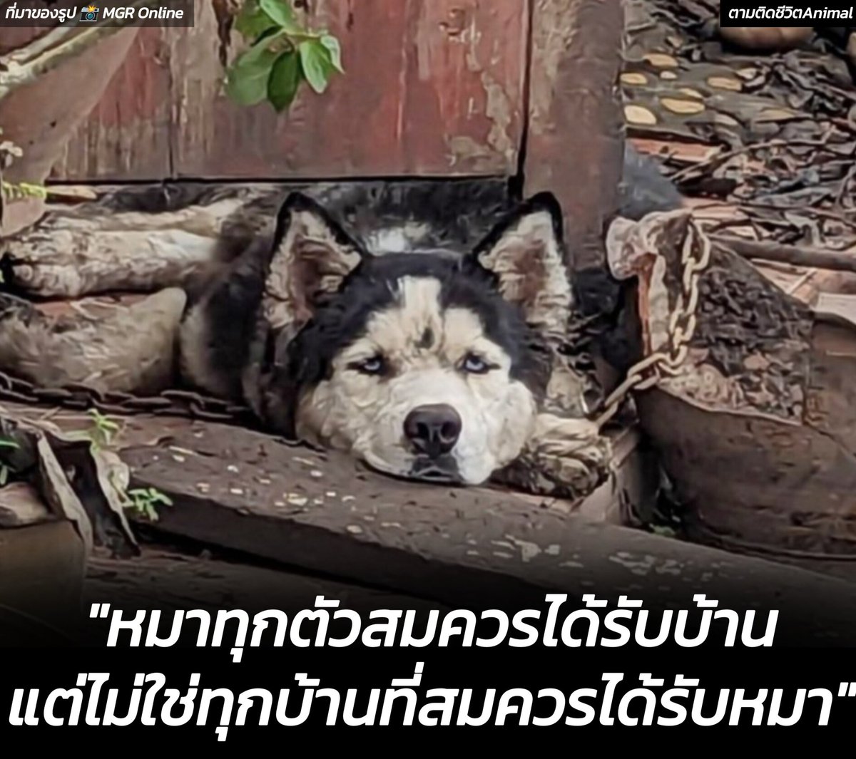 ตามติดชีวิตAnimal tweet media