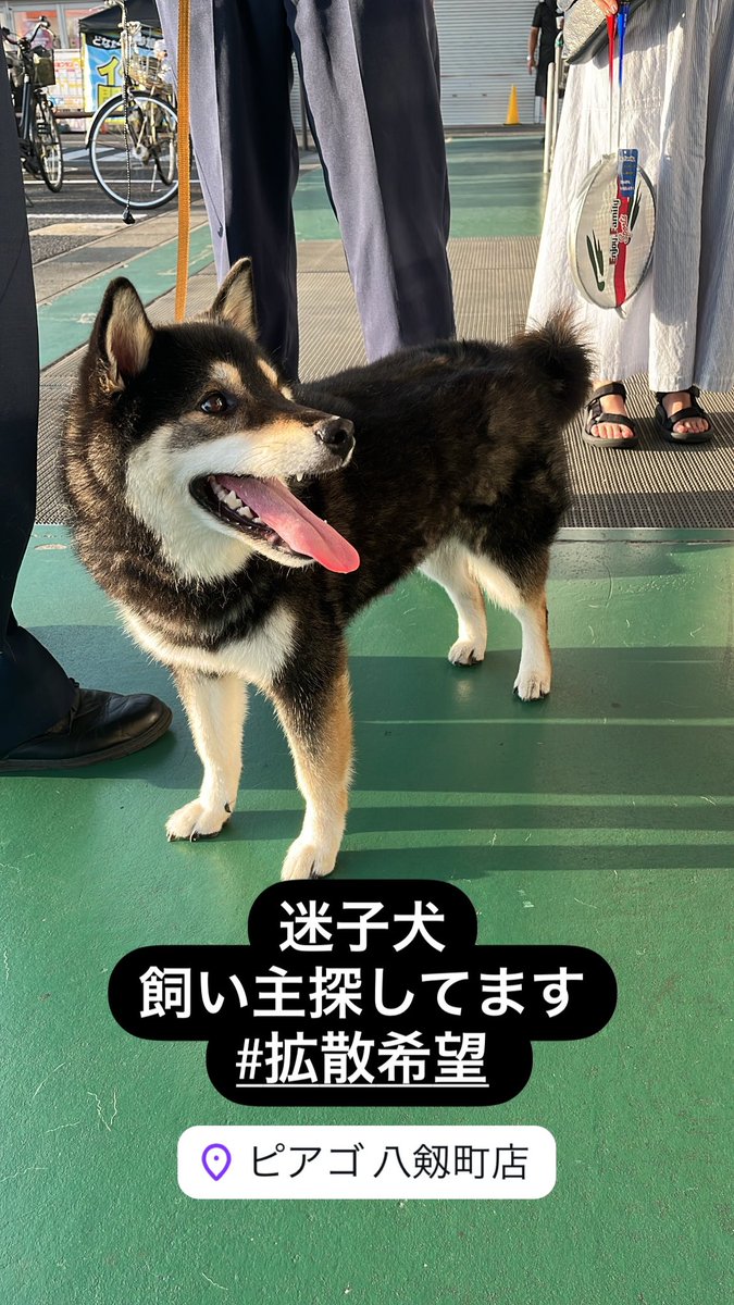 junior1996328's tweet photo. #拡散希望 迷子犬です！
9/16(月)17時頃
ピアゴ八剱店、DCM21岩倉店付近
保護されました！

特徴は、鎖の首輪、雌、黒色人懐っこい子です！

愛知県岩倉市付近の方ご協力をお願いします🙏
#岩倉市 #迷子犬 #メス #黒色 https://t.co/xi3fxn2F2e