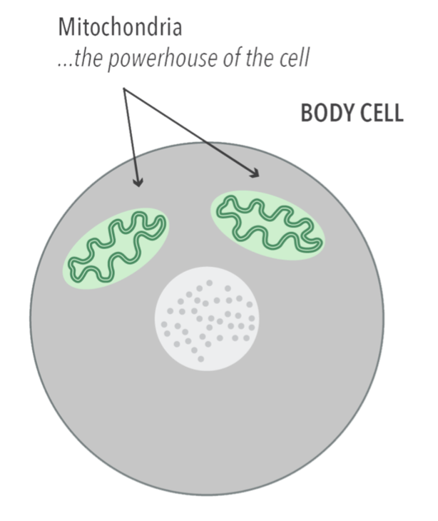 Mitochondrial diseases are caused by dysfunctional mitochondria, which power our cells. These rare diseases affect thousands worldwide, leading to severe energy &amp; health challenges. 🧬 #MitoAwareness #worldmitoweek2024