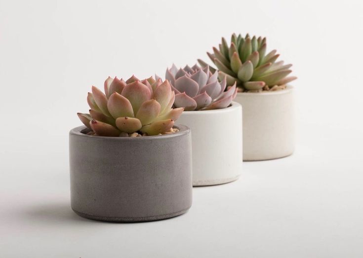 Magnolia. tweet media