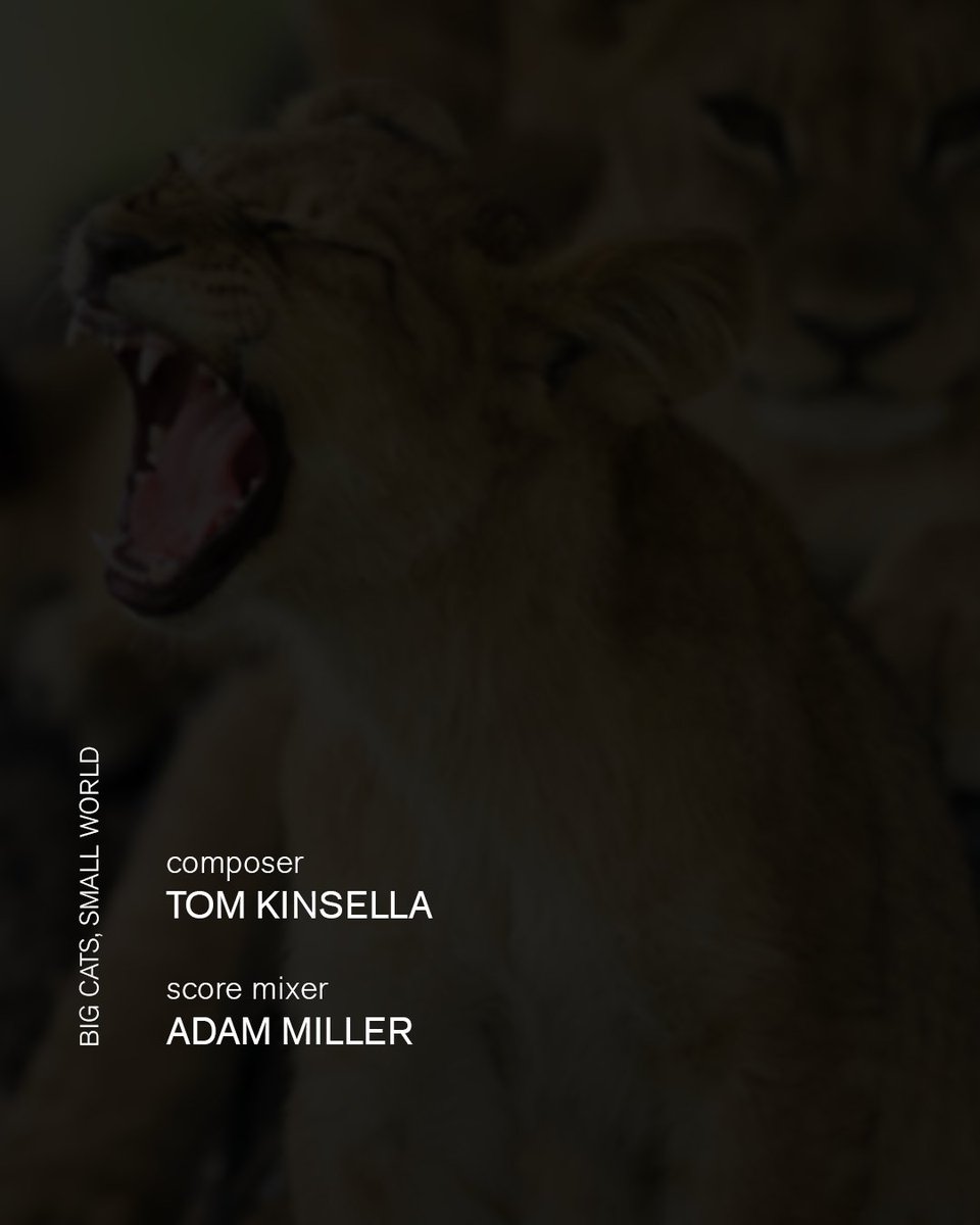 AIRstudios's tweet image. 'Big Cats, Small World' follows the lives of three iconic big cat species: lions, leopards, and cheetahs, as they co-exist in fierce competition.

Adam Miller @AdamatAIR mixed Tom Kinsella’s @tomkinsella_ score. 🐆

Showing on Now TV.

#AIRmanagement