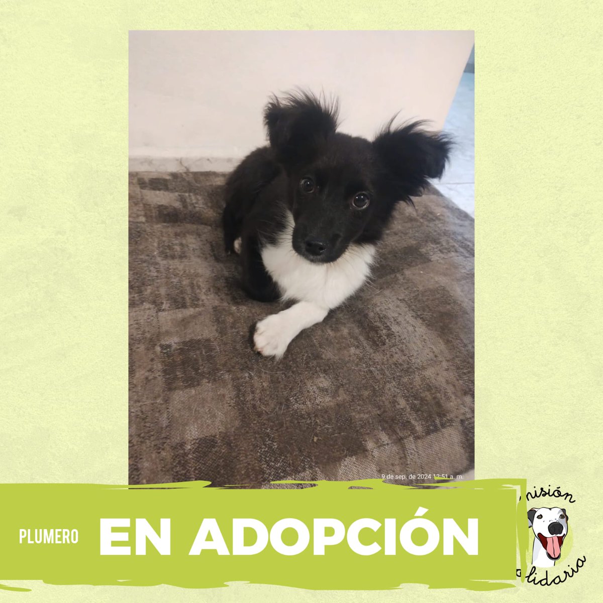 lagarzasosa_'s tweet photo. Plumero, perrito macho de 2 meses tamaño mediano/chico
Tiene primera desparasitación, es muy jugueton y hermoso. Busca hogar para siempre, querés adoptarlo? 
Zonas CABA Y GBA
escribime! misionsolidariatwitter@gmail.com  
asunto: Mi perro con orejas de Plumero.
Rt Por favor! https://t.co/hSlIThEhZk