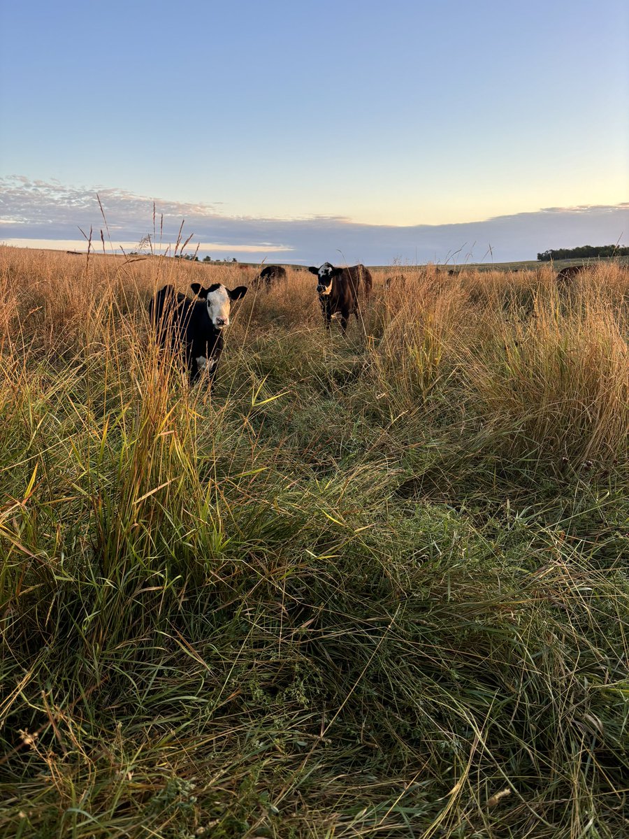 Second pass grazing well on its way. The group is adjusting to the season long stand but hard to be greedy when your plate is full. Nice morning for a cow move. Appreciate the good moisture. #saskag #saskcattle