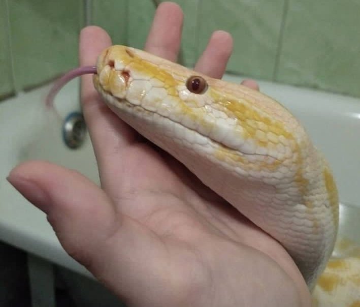 POlylepiz's tweet photo. Life content!
My snakes (part 1)
#snake #pet #tigerpython #python #mouth #animals https://t.co/S825i2zHx5
