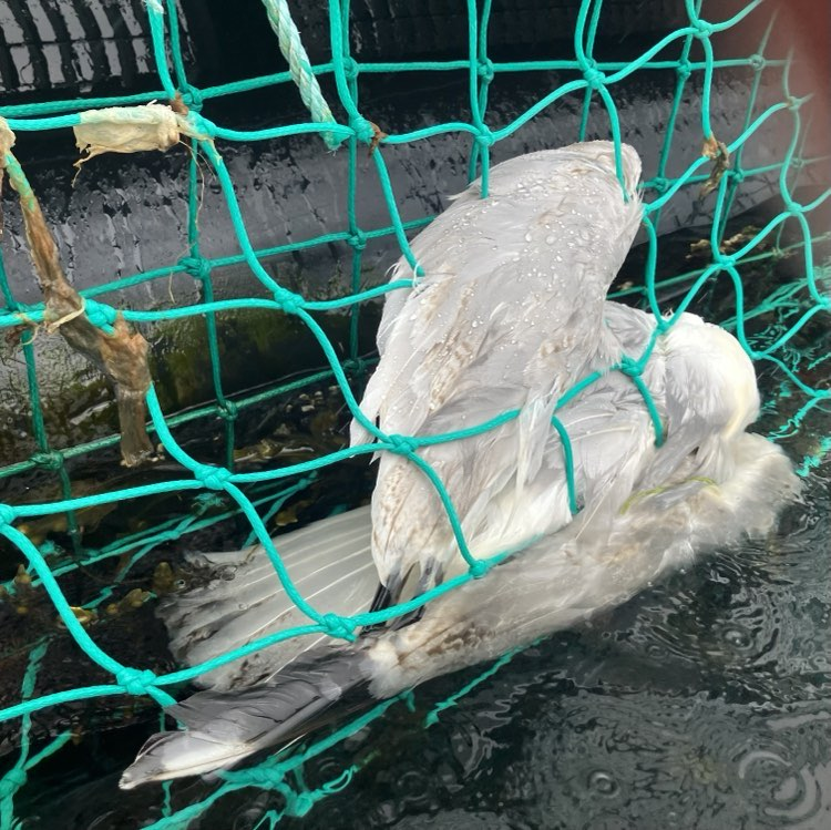 Many seabirds become entangled and injured/killed in the top nets and submerged anti predator nets on the multinational owned #Salmon farms based in Scotland.  #NaturallyScottish ? Its not natural and its barely Scottish.