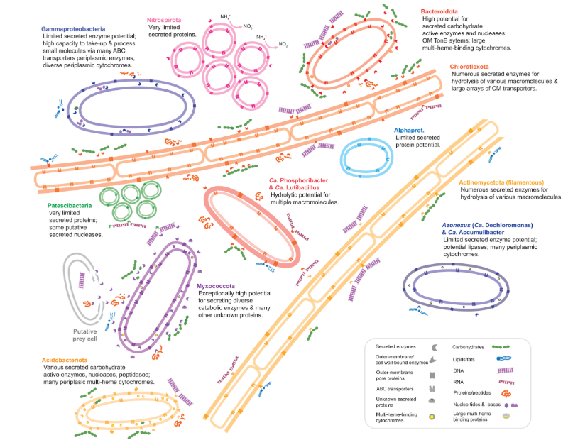 #MicrobiologyMonday: During wastewater treatment, microbes secrete proteins that help transform waste material. Scientists analyzed the secreted proteome of activated sludge, providing insights into how different microbes function together. #mSystems:  asm.social/24E