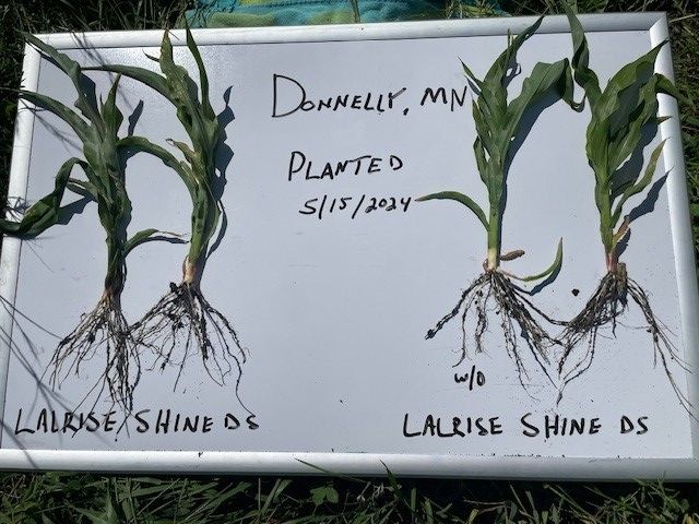 LallemandPC_US's tweet photo. During our team's stop in Donnelly, MN, during this summer's LALRISE SHINE DS plot tour, treated corn showed larger root systems and more root hairs compared to the untreated crop. https://t.co/T9t4uKH6qr