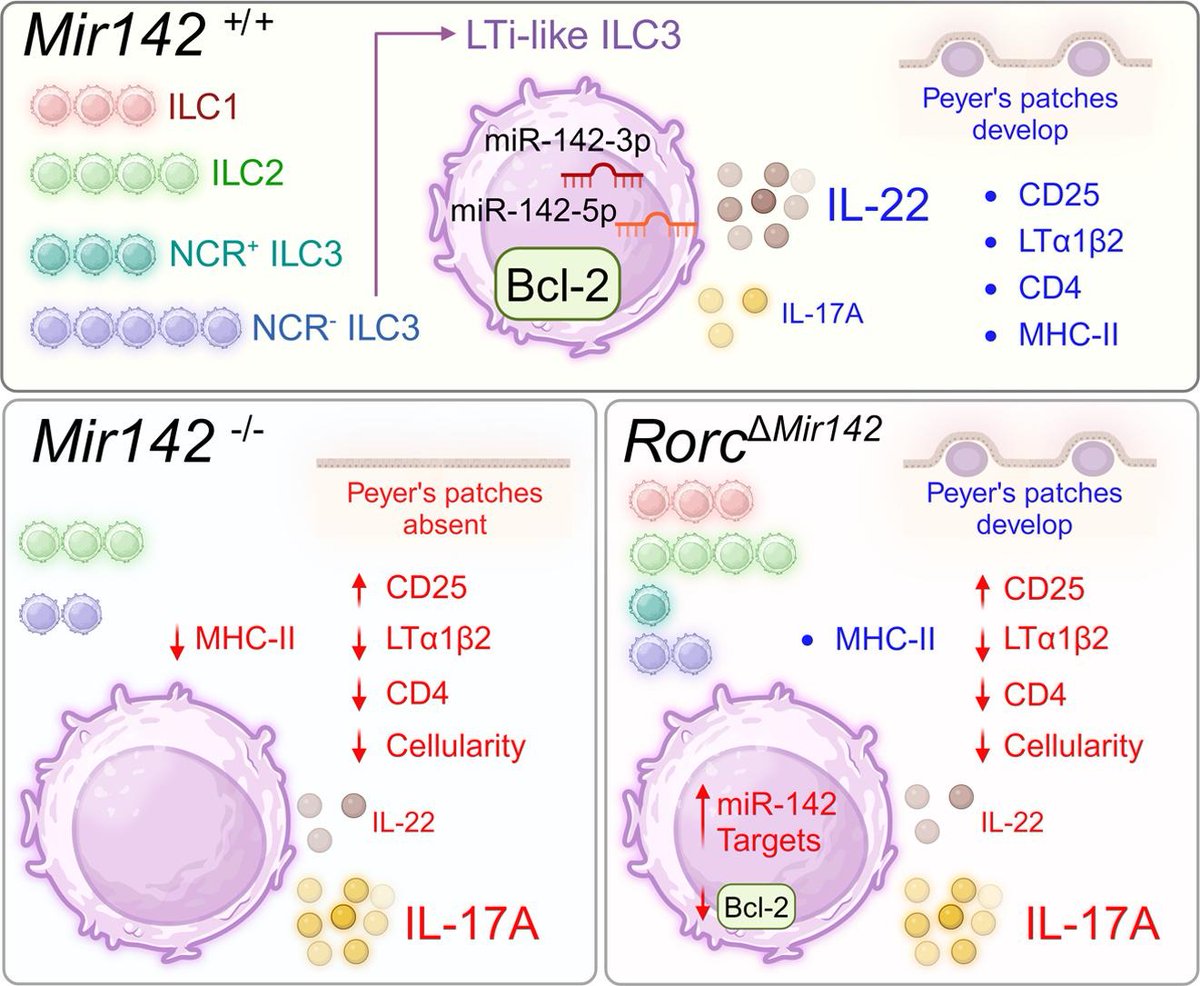 Luke Roberts 👩🔬 (@lukuscyte) on Twitter photo Pleased to share our work identifying miR-142 microRNAs as important regulators of intestinal ILC3s & gastrointestinal lymphoid tissues!
sciencedirect.com/science/articl…
huge thanks to all co-authors <a href="/GutOrganoid/">Gut-HOP</a> @Hepworth_Lab <a href="/SValpione/">Sara Valpione</a> <a href="/RoserTP/">Roser Tachó Piñot</a> Dave Lee Jane Howard Graham Lord 🎉 Pleased to share our work identifying miR-142 microRNAs as important regulators of intestinal ILC3s & gastrointestinal lymphoid tissues!
sciencedirect.com/science/articl…
huge thanks to all co-authors <a href="/GutOrganoid/">Gut-HOP</a> @Hepworth_Lab <a href="/SValpione/">Sara Valpione</a> <a href="/RoserTP/">Roser Tachó Piñot</a> Dave Lee Jane Howard Graham Lord 🎉