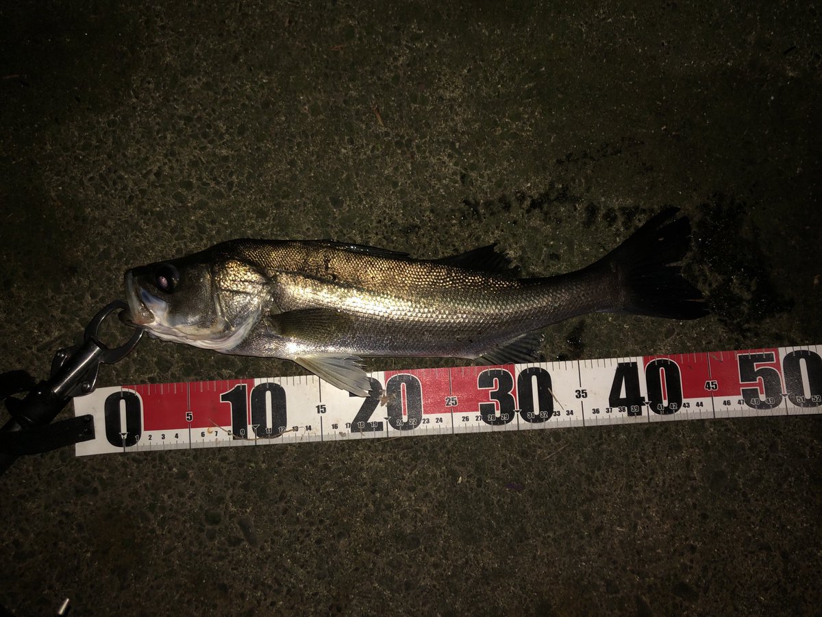 6月位からブラックバス釣りしてたので久々の釣果です。
46cm 楽しかった😁