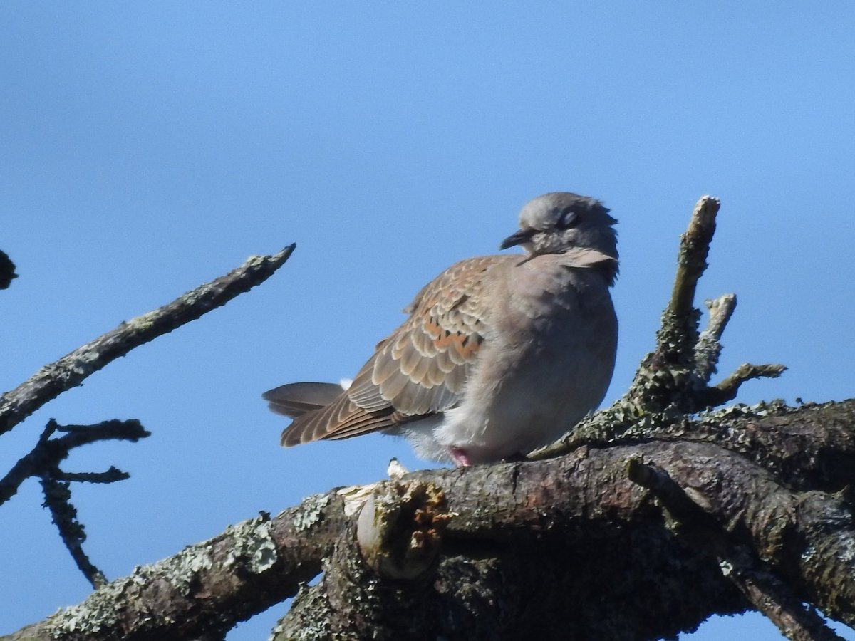 Mary Cadogan (@marycadogan1) on Twitter photo Turtle Dove at the lake Cape Clear. <a href="/BirdWatchIE/">BirdWatch Ireland</a> <a href="/CCBOIE/">Cape Clear Bird Obs</a> <a href="/Steveccbo/">Steve Wing</a> <a href="/JimFitzharris/">Jim Fitzharris</a> <a href="/TonyCulley/">Tony Culley</a> . Turtle Dove at the lake Cape Clear. <a href="/BirdWatchIE/">BirdWatch Ireland</a> <a href="/CCBOIE/">Cape Clear Bird Obs</a> <a href="/Steveccbo/">Steve Wing</a> <a href="/JimFitzharris/">Jim Fitzharris</a> <a href="/TonyCulley/">Tony Culley</a> .