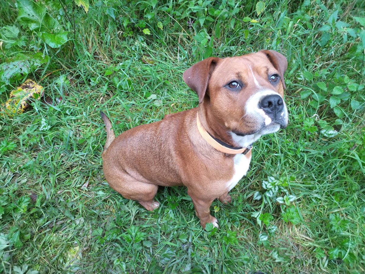AdoptionsUk's tweet photo. Urgent, please retweet to help Bracken and Fern find FOSTER or FOREVER Homes or  RESCUE SPACES  
 2 Rottweiler Crosses  #WELSHPOOL #OSWESTRY #POWYS #WALES #UK - may be able to re home to other regions✅
Aged 11 months, spayed Rottweiler cross females in our care. They were part of CRUELTY-CASE by Sussex police. From 8 weeks old to 10 months they had to be kept in kennels.   Loyal, quick leaners, take treats gently, good on the lead. They will need help with housetraining as have not previously lived in a home. 
Please share to give them a second chance🐶🐶🏡
For more information call Paul, Forget Me Not Animal Rescue, Welshpool, 
 ☎️O7504 197588
Email
info@forgetmenotanimalrescue.org.uk
Website👇
https://t.co/Q6uLOIID70

#dogs #dog #Rottweiler #Rottweilers #pets #animals #Brecon #Sennybridge #Dyfed #Carmarthen #Tenby #Swansea #Manchester #Liverpool #Wrexham #Cardiff #Cheshire #England #Scotland @Nightowl400 @LisaClareRead2 #animalcruelty #adoptdontshop #Rescuedogs