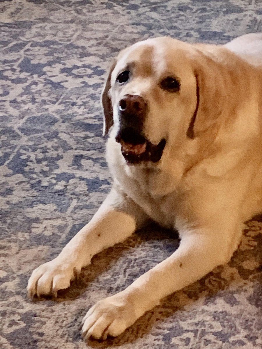 MashaParty's tweet image. I never thought I'd have to say this. My sister's dog is not a safe individual. 

He has harassed me (and ONLY me) on multiple occasions. He sends me disgusting dreams and psychic messages. I'm starting an accountability process with the police to put an end to this. Permanently.