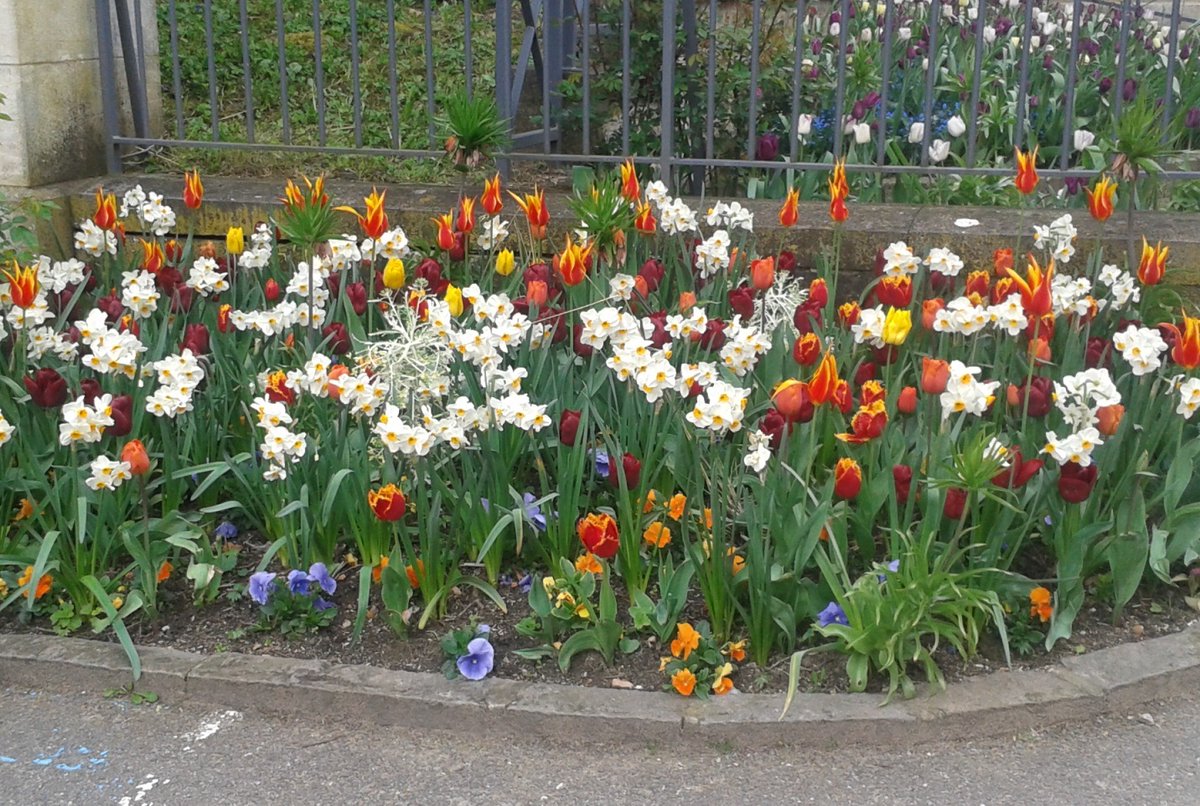 #Conseil jardin🍃
Pour un printemps haut en couleur, plantez dès maintenant vos bulbes de fleurs ! Tulipes, jacinthes, narcisses et autres bulbes à floraison printanière doivent rester au froid🌷
