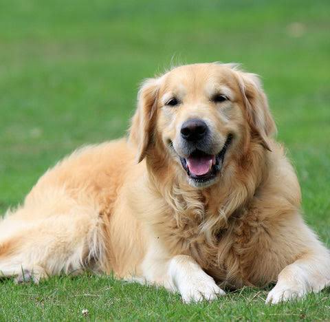 Good evening, everyone! 🌙 After a long day, nothing beats coming home to a wagging tail and endless love. 🐕❤️ How does your dog make your evening better? #GoodEvening #DogLovers #FurryFriend #PawfectEvening