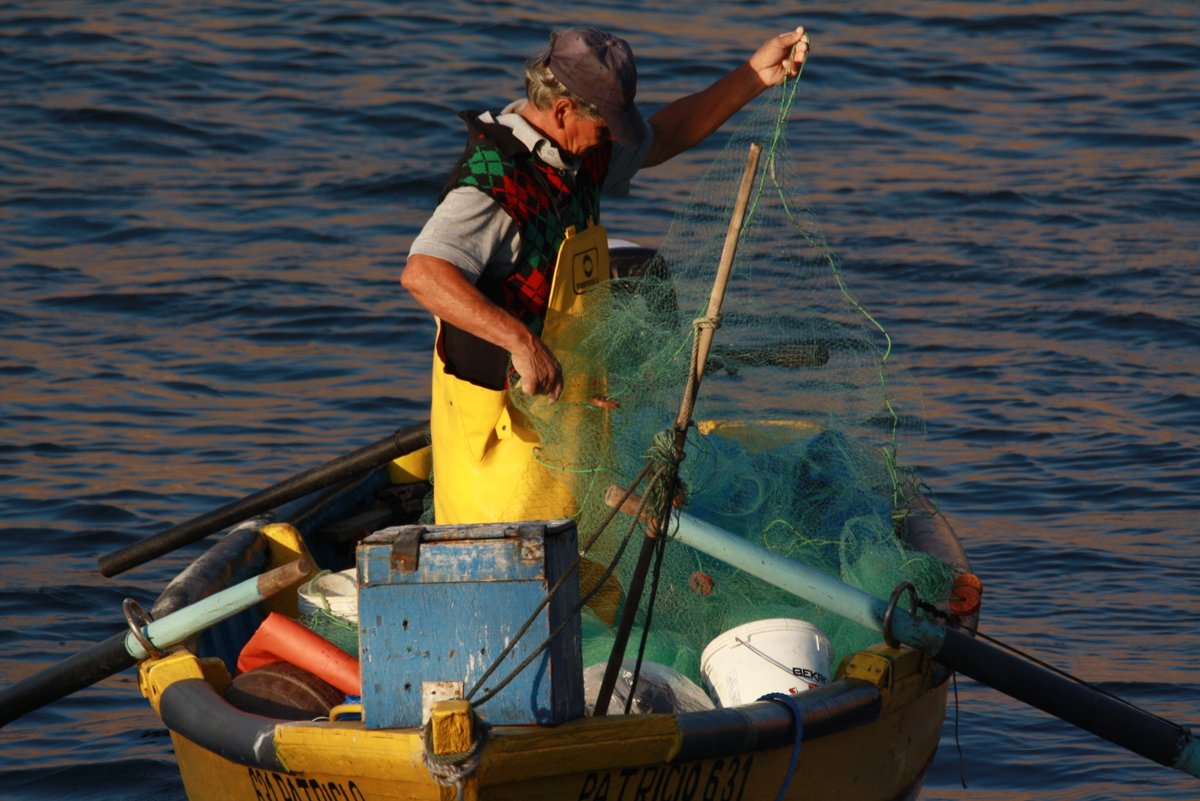 FishChoice tweet media