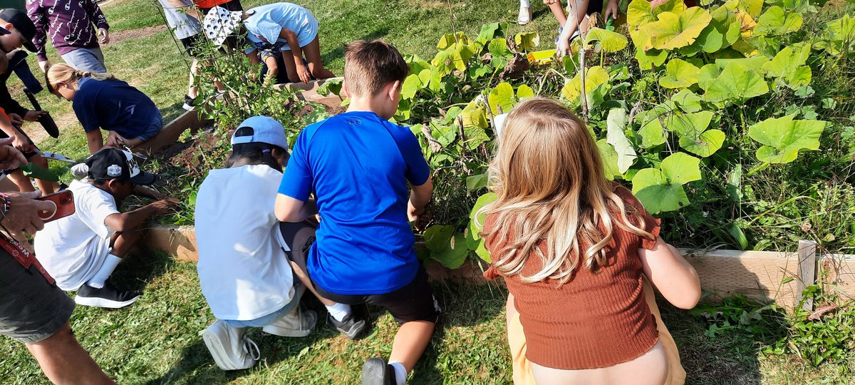 So much fun learning at <a href="/EPErinPS/">Erin Public School</a> on Friday making Joe Pye Weed seed mud balls, and harvesting garlic with the students. ❤️❤️❤️ #outdoorlearning #schoolgardens <a href="/ugdsb/">Upper Grand DSB</a>
