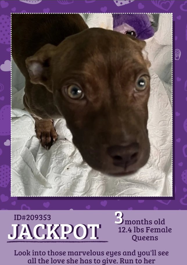 NMBewitched's tweet photo. #MondayMotivation
#FostersSaveLives
#Puppies
I love #Puppies
https://t.co/yt48OXI56g
Guess the breeders couldn't find homes🙄
#BanBackyardBreeding
2 3mos old
2 6mos old
Puppies need guidance, security, training, play, games, exercise & love
And they deserve it
#AdoptMe https://t.co/VjCOYadVhs