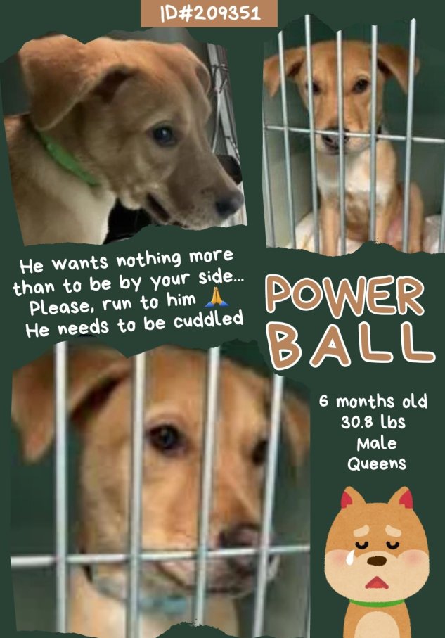 NMBewitched's tweet photo. #MondayMotivation
#FostersSaveLives
#Puppies
I love #Puppies
https://t.co/yt48OXI56g
Guess the breeders couldn't find homes🙄
#BanBackyardBreeding
2 3mos old
2 6mos old
Puppies need guidance, security, training, play, games, exercise & love
And they deserve it
#AdoptMe https://t.co/VjCOYadVhs