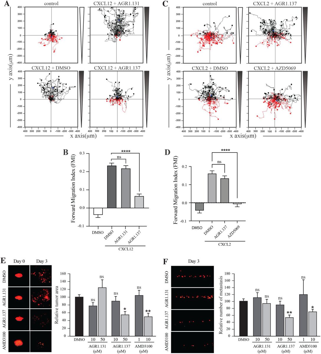 AGR1.137 binding on #CXCR4 abolishes the ability of cells to sense chemoattractant gradients without affecting other ligand-mediated functions. It also reduces tumorigenesis and metastasis in a zebrafish tumor model. elifesciences.org/articles/93968
