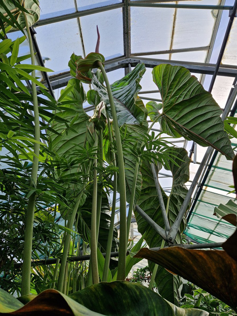 FFinches's tweet photo. It's funny how I've never noticed this Anthurium salgarense.  It's been @TheBotanics since 1968. Guess I don't look up enough!! https://t.co/diNhB1ipiF