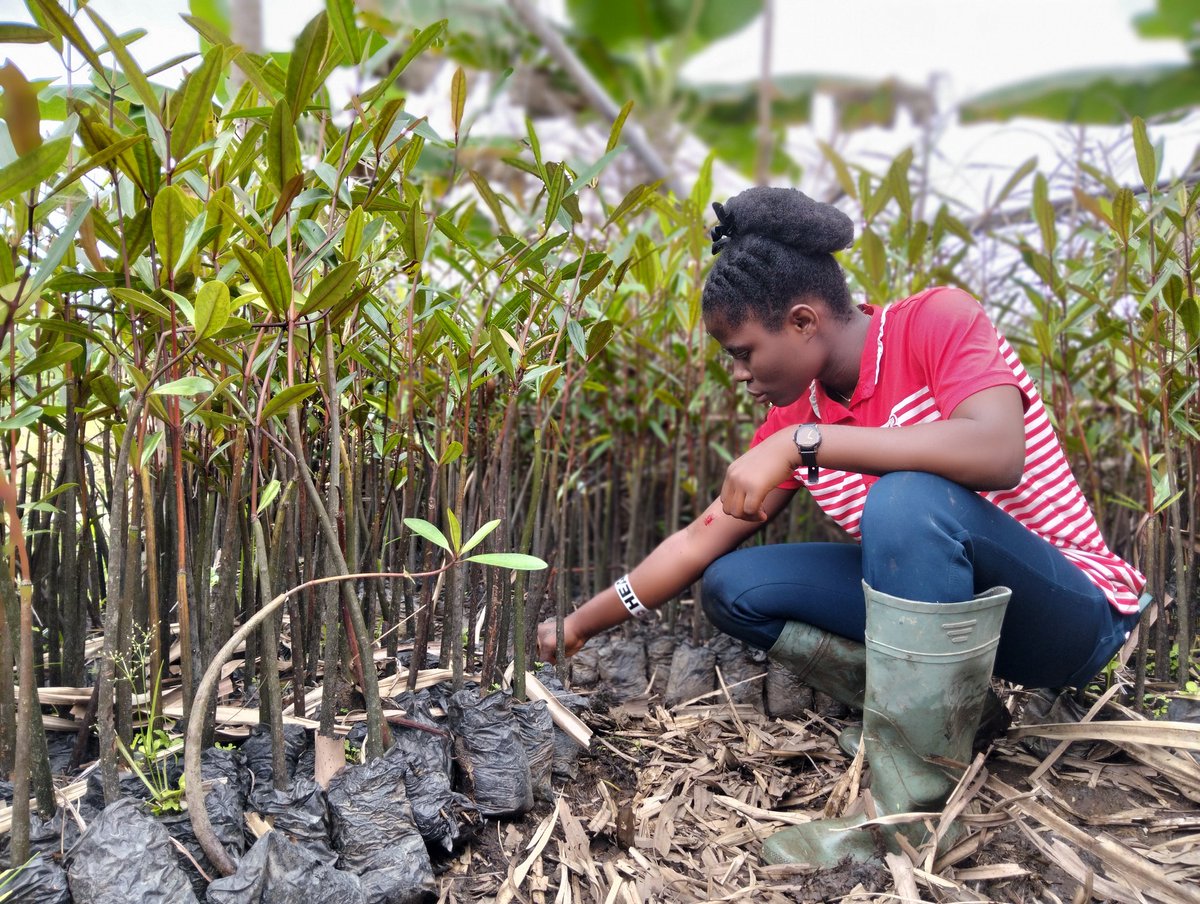BRC_NG's tweet image. Young women of BRC cultivating hope for people, nature, and the environment.

One mangrove at a time!
#GLFAfrica 
#ThinkLandscape