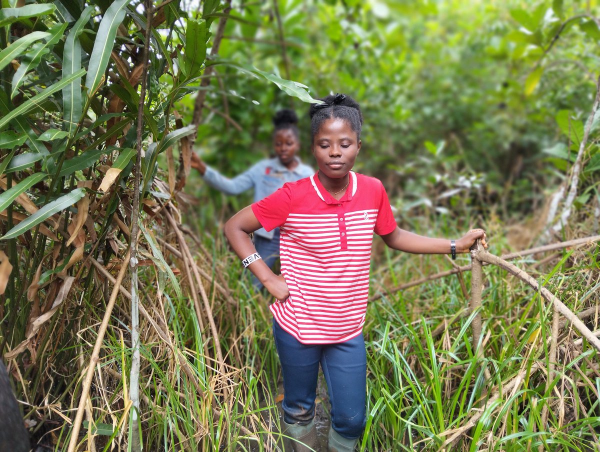BRC_NG's tweet image. Young women of BRC cultivating hope for people, nature, and the environment.

One mangrove at a time!
#GLFAfrica 
#ThinkLandscape