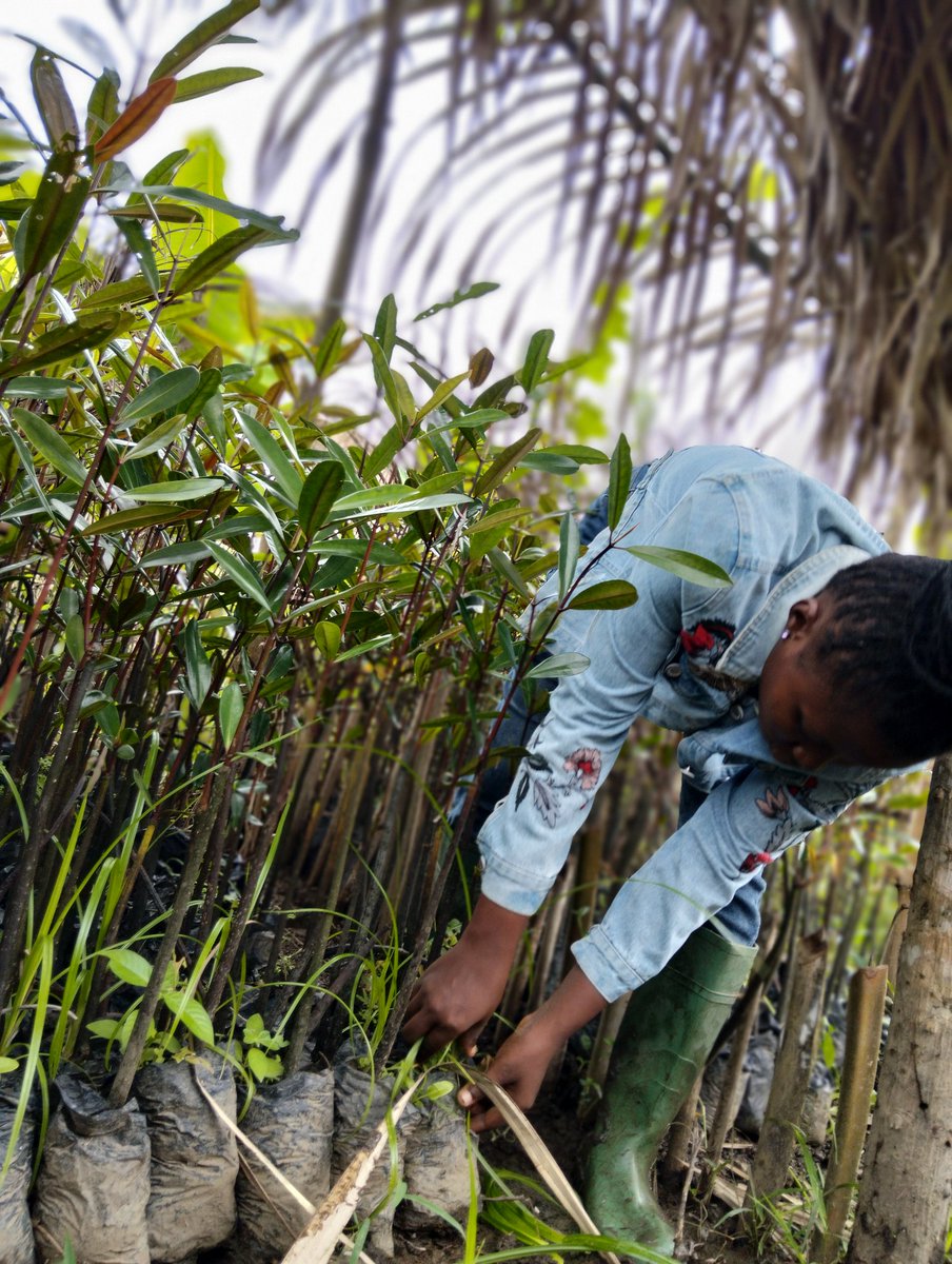 BRC_NG's tweet image. Young women of BRC cultivating hope for people, nature, and the environment.

One mangrove at a time!
#GLFAfrica 
#ThinkLandscape