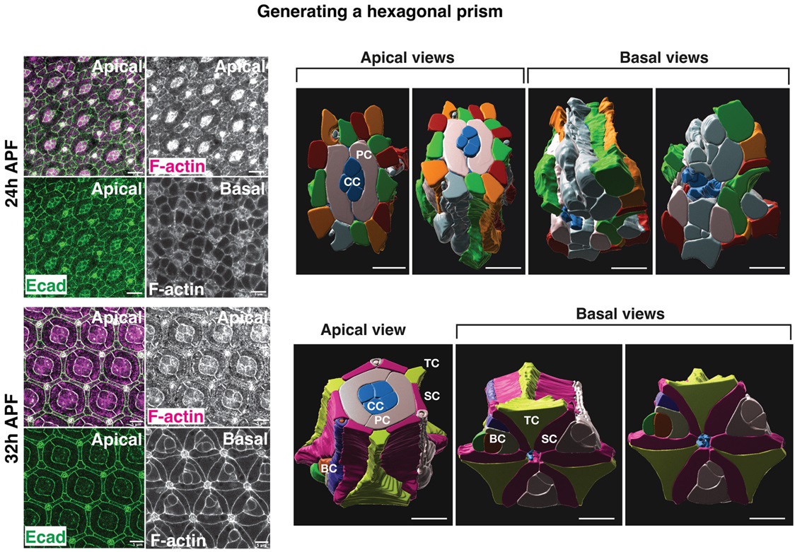 PLOSBiology's tweet photo. How is cell basal geometry is regulated during epithelial #morphogenesis? @PichaudLab &co show that a pathway involving #laminin & #integrin adhesion coordinates remodelling of #EpithelialCell shape by patterning their basement membrane #PLOSBiology https://t.co/AY0XzhgjLU https://t.co/vavfgByxcS