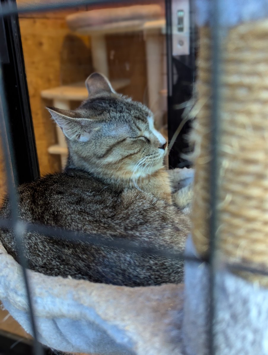 りんご猫と暮らす on X