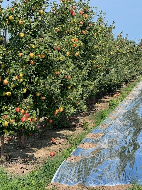 FruitNiagara's tweet photo. 2024 harvest and packing season is here. Look for local NYS Honeycrisp apples at your local retailers #honeycrisp #lakesideorchards #niagarafreshfruitco #harvest https://t.co/P2KS8CFOaw