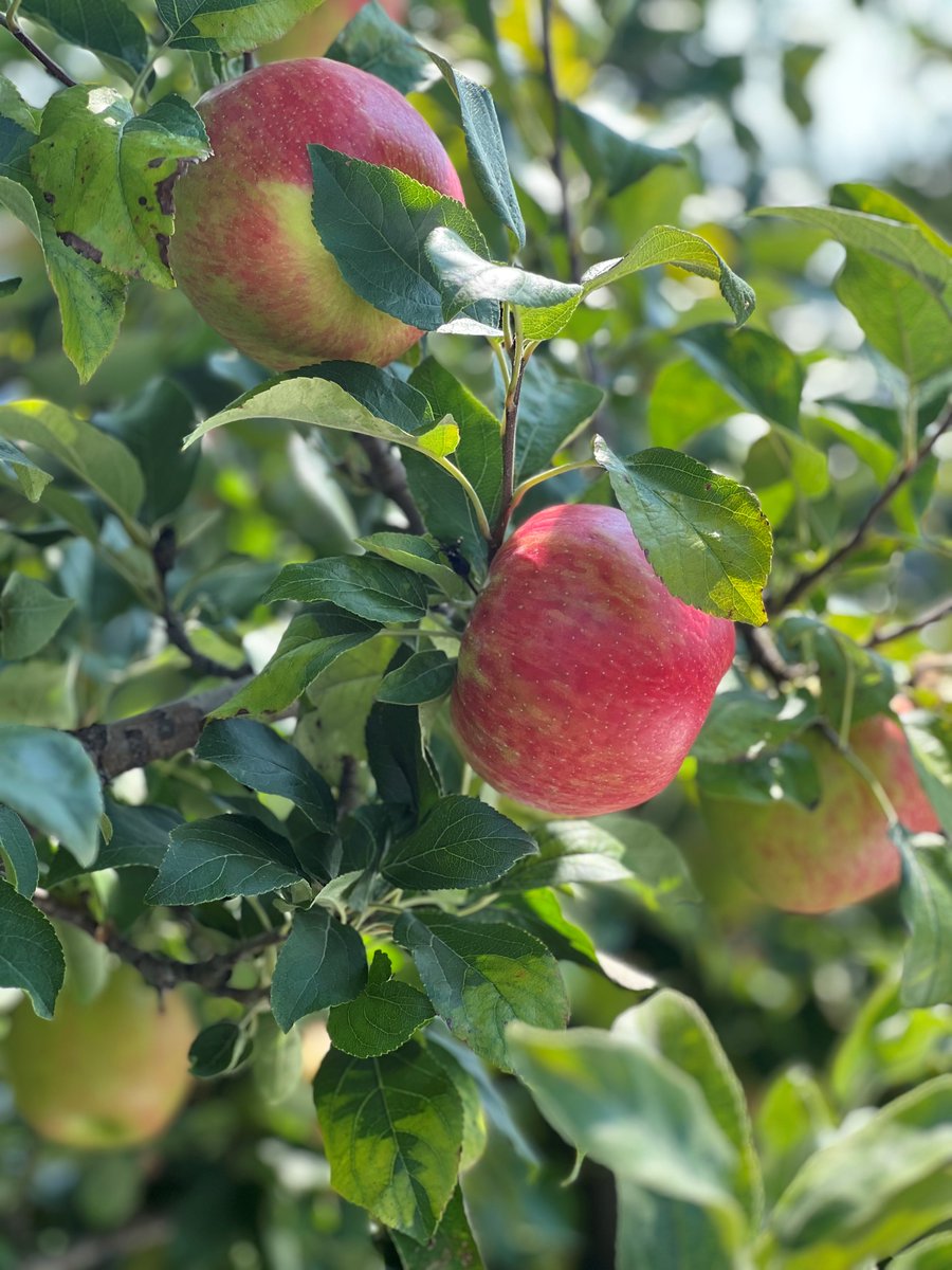 2024 harvest and packing season is here. Look for local NYS Honeycrisp apples at your local retailers #honeycrisp #lakesideorchards #niagarafreshfruitco #harvest