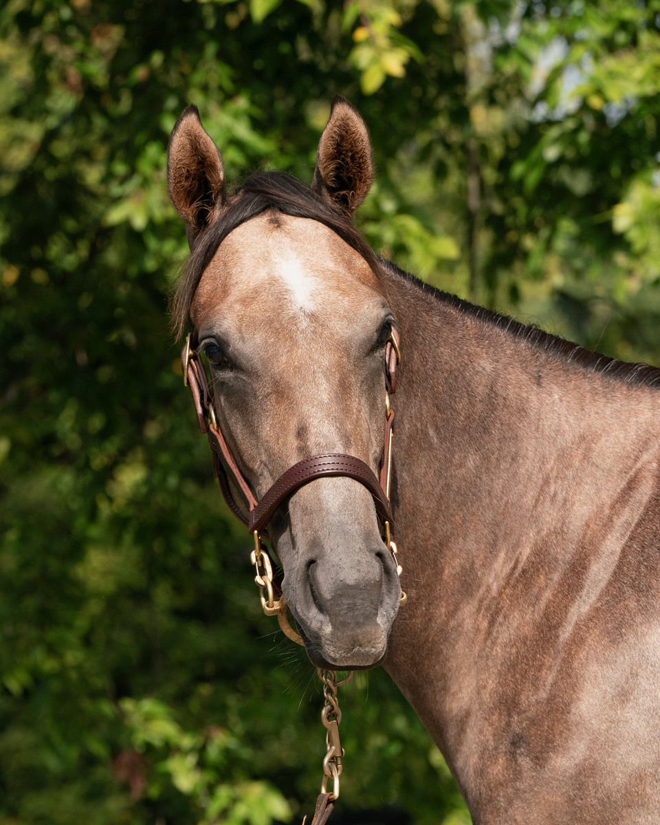 warhorseplace's tweet photo. It's a great Monday to be at the Keeneland sales. If you haven't found the perfect racing prospect stop by Barn 32 and check 2 awsome yearlings War Horse has up today!! Maxfield &amp; Game Winner yearlings!! https://t.co/jnj6Ms3sUY