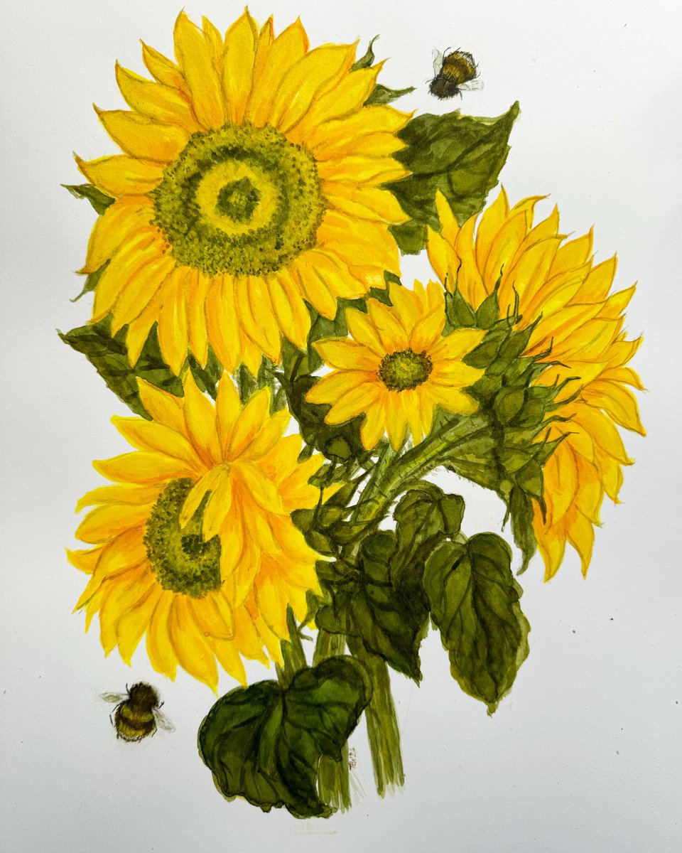 #sunflowers#bees. 🌻Watercolour painting for sale with a mount. Last sunflower painting for the year finished