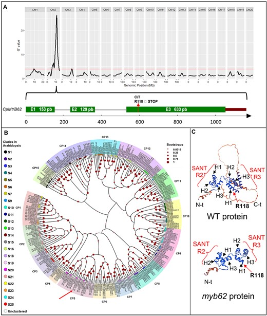 Identified myb62 mutation blocks female floral transition in Cucurbita pepo, converting all females to males. BSA-seq reveals CpMYB62 truncation.#EthyleneSignaling <a href="/OxfordJournals/">Oxford Journals</a> 
Details:doi.org/10.1093/hr/uha…