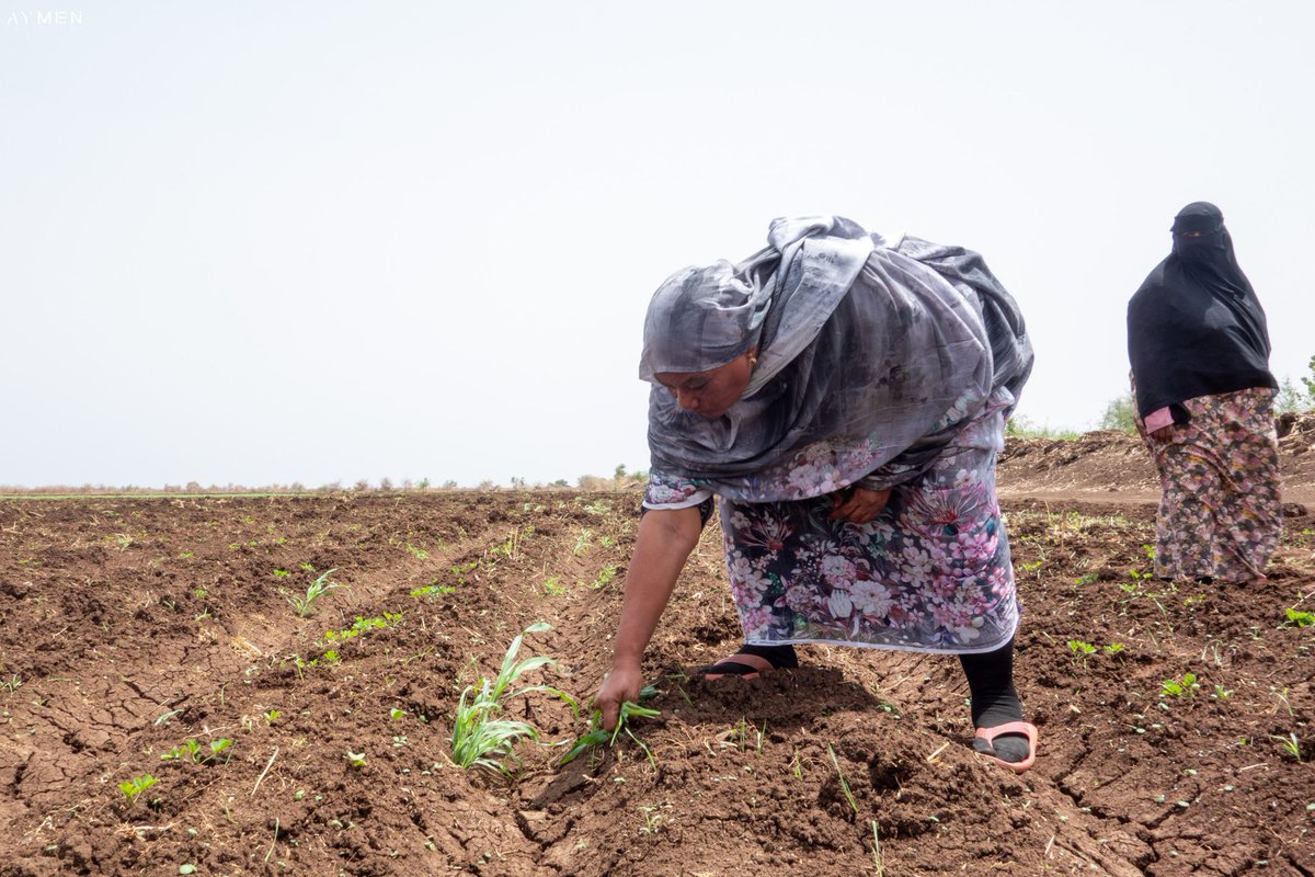 bramaccimmyt's tweet photo. In #Sudan, @CIMMYT’s #FeedTheFuture #SASAS program launched the Sudan Food Security Initiative to ensure that 50k farmers have access to certified seeds, fertilizers, herbicides &amp; agricultural resources. 

It’s renewing hope &amp; optimism with actions. 

https://t.co/SUzn70pfZ0 https://t.co/cyzD46NlTI