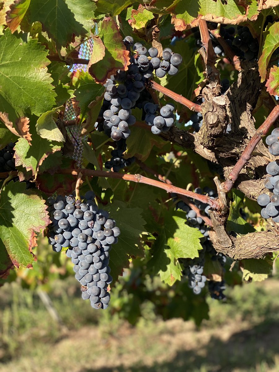 Veremes boniques… #harvest #verema <a href="/dopladebages/">DO Pla de Bages</a>