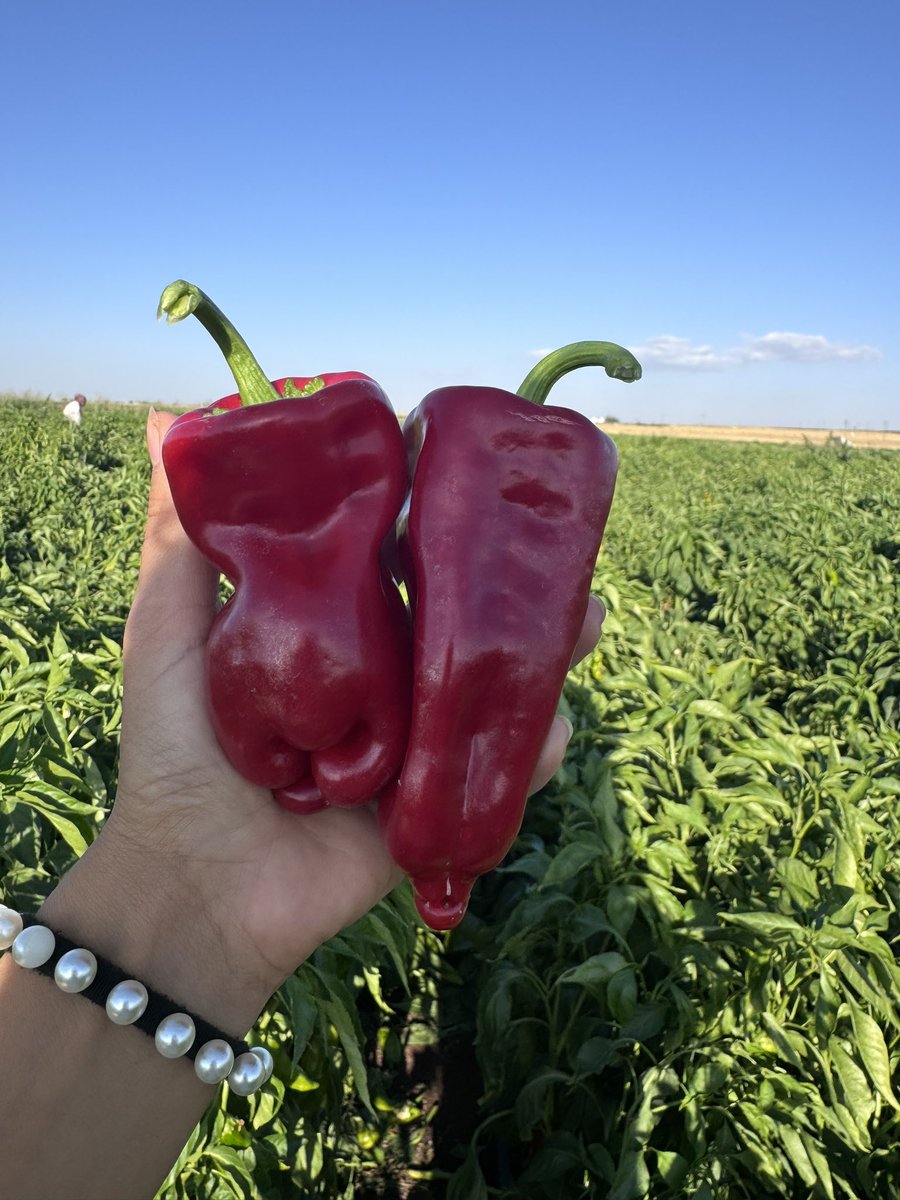 Tansu Göktepeli tweet media