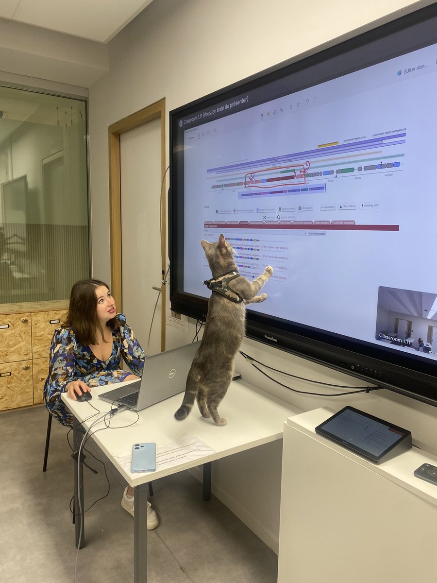 HelenaShomar's tweet image. My cat Shouka came to the lab for his monthly meeting to help us with BGC refactoring #NaturalProductsCat