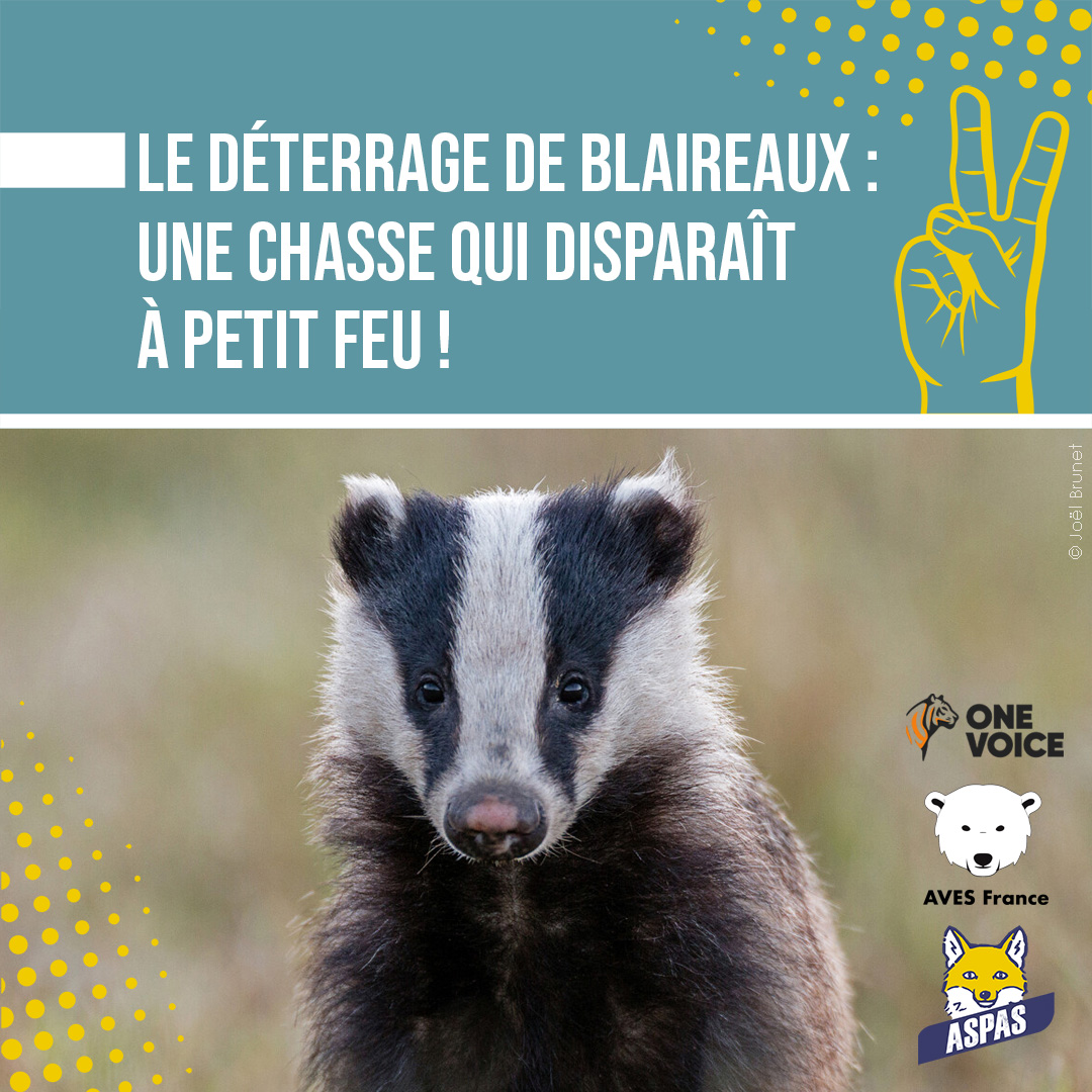 BONNE NOUVELLE  ! Au terme de cinq années de bataille juridique menée par les associations <a href="/ASPASnature/">ASPAS</a> @aves_france et <a href="/onevoiceanimal/">One Voice</a>, notamment, la pratique tant décriée du déterrage des blaireaux a fortement diminué en France 💪aspas-nature.org/des-victoires-…  #StopDeterrage
