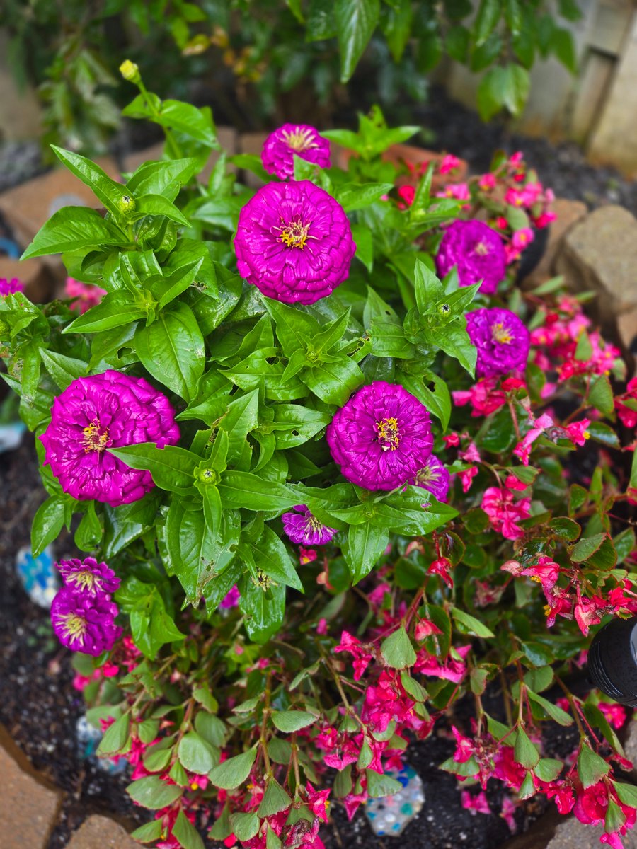 Lindakx947's tweet photo. A few weekend highlights! Time with our grandkids is always the best!! โฅ๏ธ Squeezed in a swim even though the water was 68 degrees!! ๐คช But very refreshing in this heat. And I love the vibrance of flowers still blooming in the backyard! #SummerInSeptember โ๏ธ https://t.co/XgXO7kMyM5