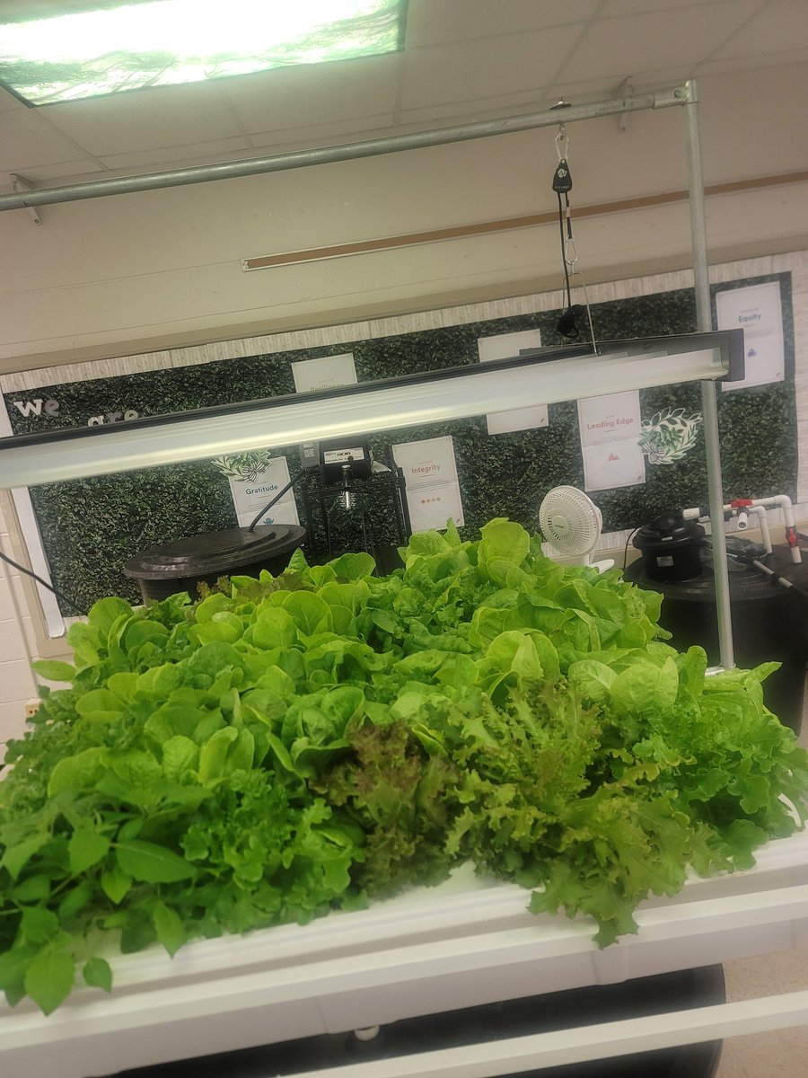 tylerlovesteach's tweet photo. This is our garden, yall. Help my students with their business @LaMontCole @ebrpschools @EBRSSFoundation https://t.co/B9TOXk1jrt