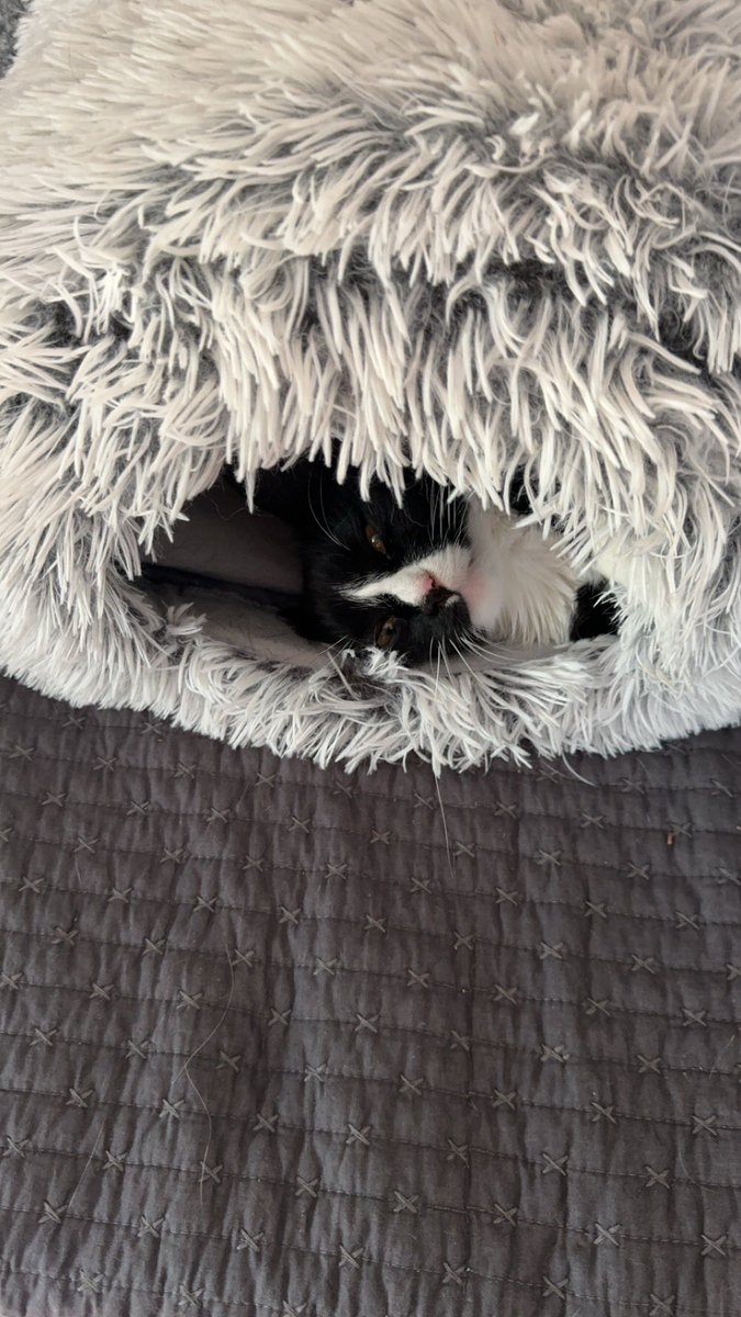 SolsticeVT's tweet image. gonna be at twitchcon for work this year :) so excited hehe