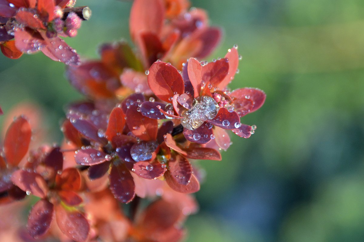 <a href="/MandyLSimard/">Mandy Simard</a> Very cool. Mine, more dew.