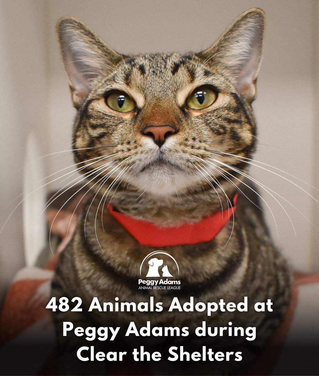 482 Animals Adopted! 🎉

It was a great month for shelter pets! Here's who went home:
🐱 269 kittens
🐶 91 adult dogs
🐈 57 adult cats
🐕 44 puppies
💛 21 senior pets