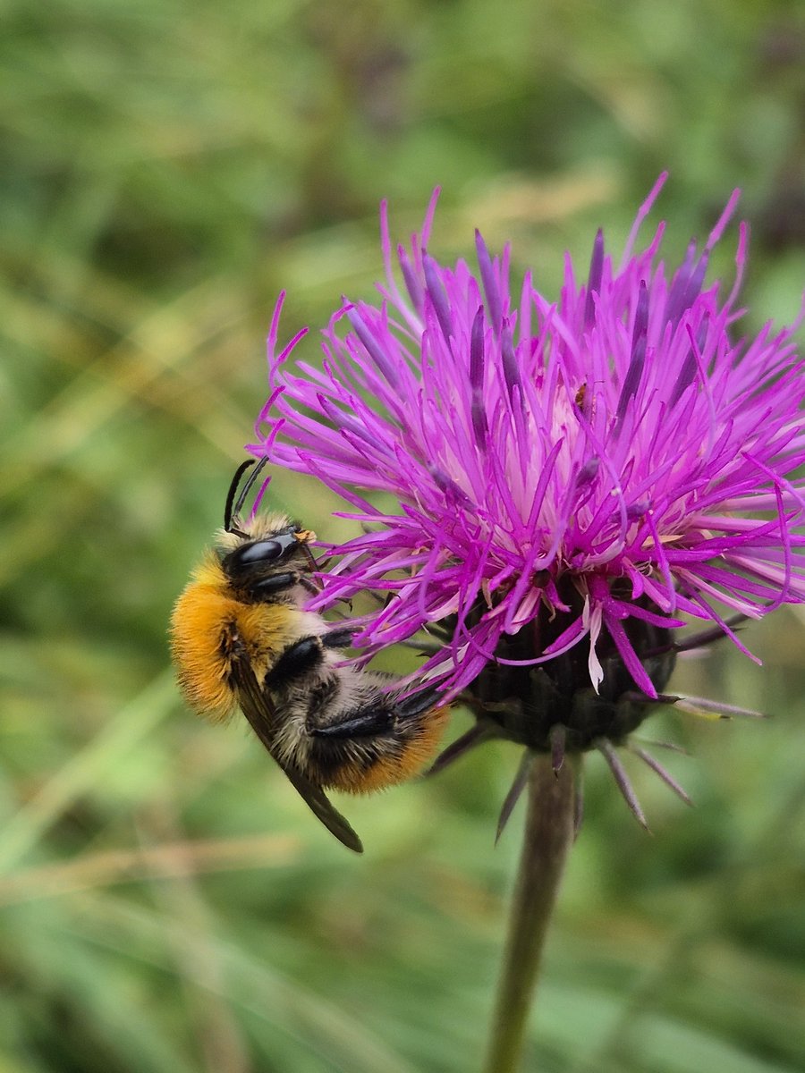 <a href="/MandyLSimard/">Mandy Simard</a> A Bumblebee &amp; A Flower