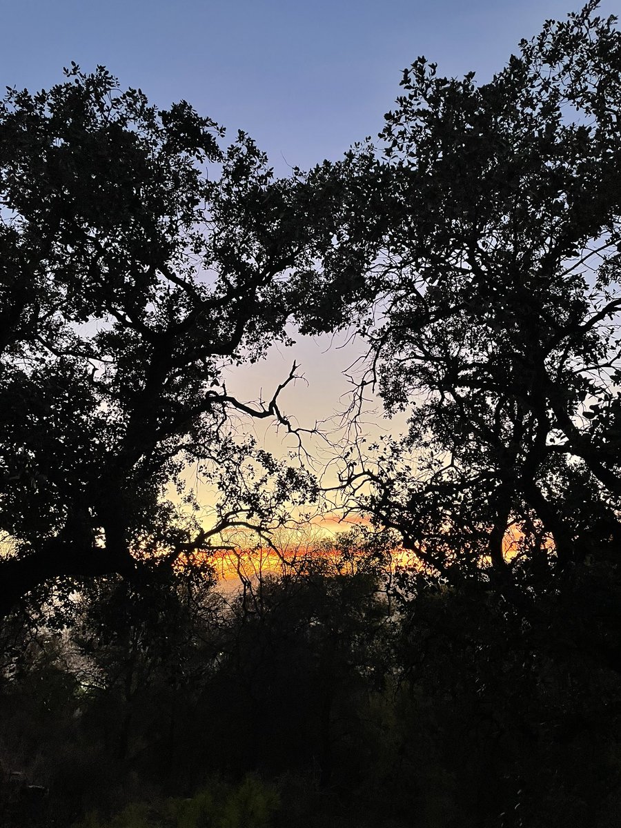 Olvidé a X(twiter) … o lo quise olvidar pero estoy de vuelta. 
Atardeceres entre árboles